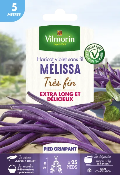Légumes Secs - Haricot Grimpant Violet Mélissa - 5 m - face recto
