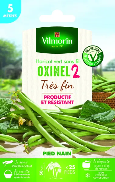 Légumes Secs - Haricot Nain Vert Oxinel 2 - 5 m  - face recto