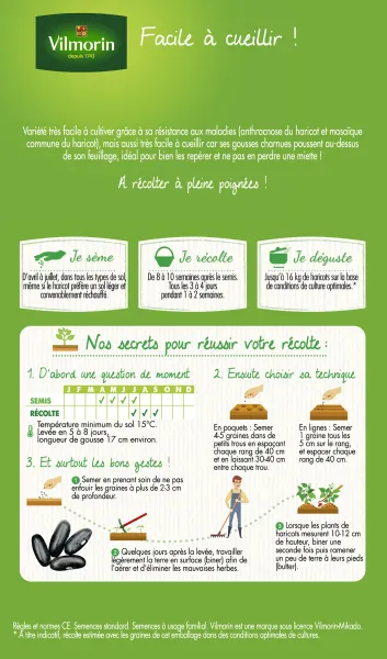 Légumes Secs - Haricot nain vert sans fil Majestik - MEDIA_PACKAGING_VERSO
