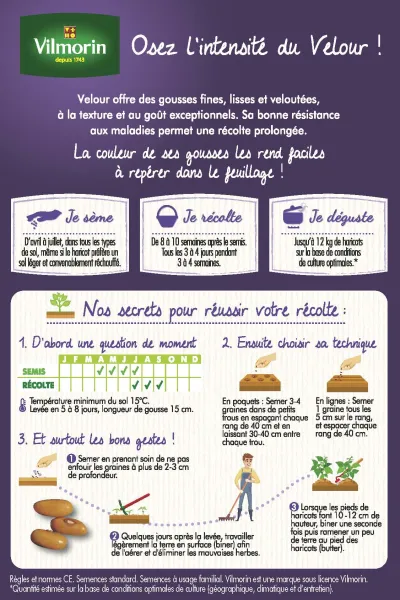 Légumes Secs - Haricot Nain Violet Velour - 20 m - MEDIA_PACKAGING_VERSO
