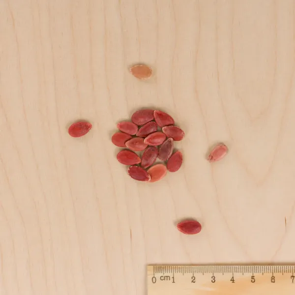 Potagères - Pastèque à Graine Rouge à Confire à Chair Verte - MEDIA_3D