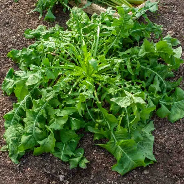 Potagères - Chicorée à Feuilles Sauvage Amère Barbe de Capucin - Légumes d'Autrefois - face recto