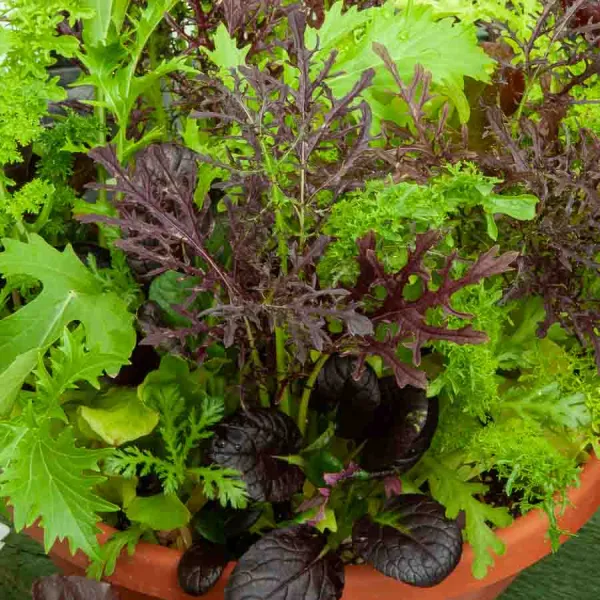Potagères - Mesclun Asiatique pour Jeunes Pousses - BIO - face recto