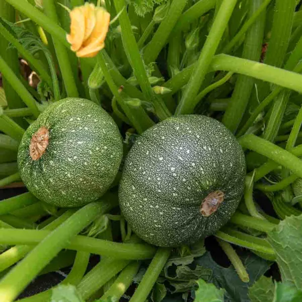 Potagères - Courgette de Nice à Fruit Rond - face recto