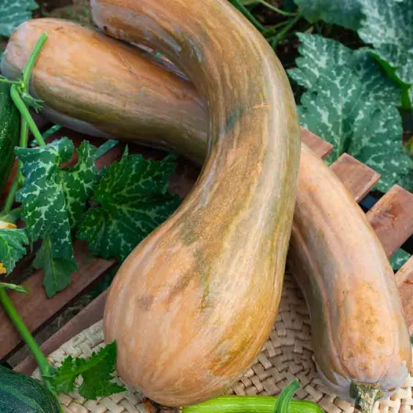 Potagères - Courge Musquée de Nice à Fruits Longs - face recto