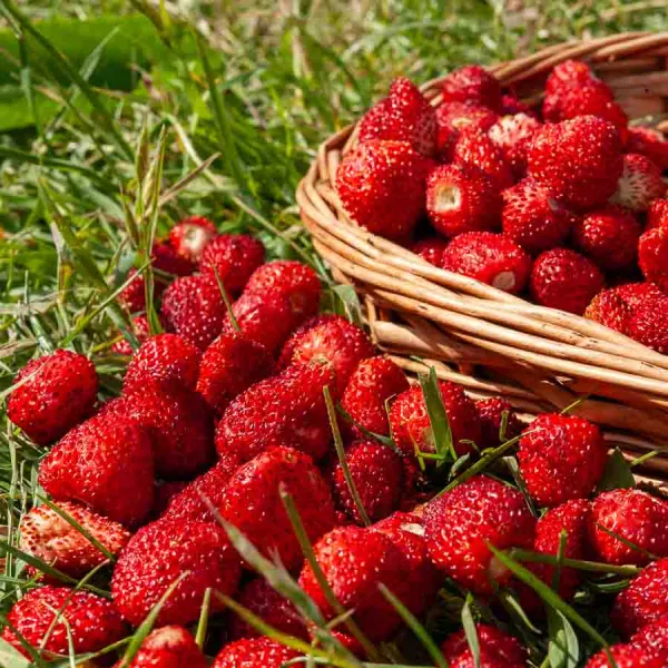 Potagères - Fraisier des Bois - BIO - face recto