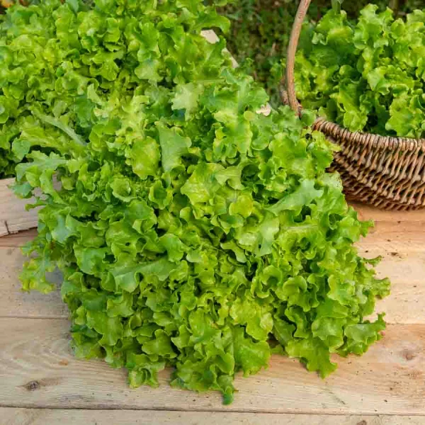 Potagères - Laitue à couper Salad Bowl verte - face recto
