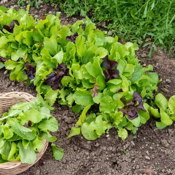 Potagères - Mesclun - face recto