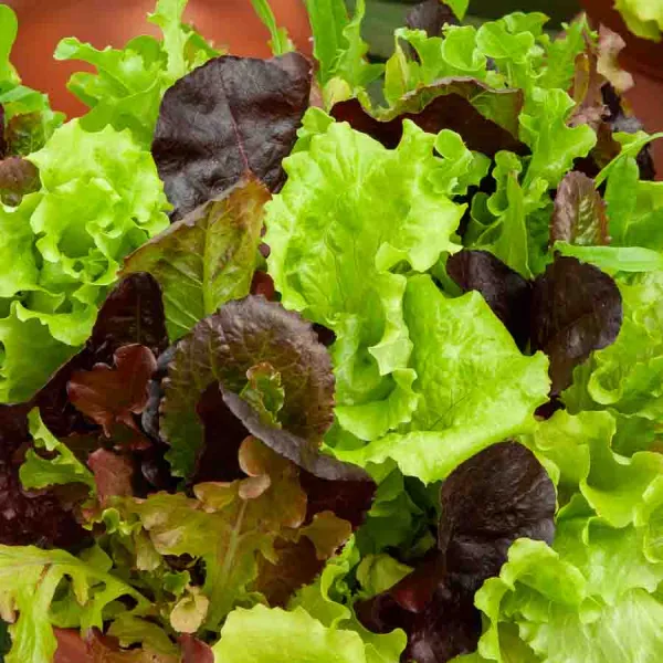 Potagères - Mesclun Doux - face recto