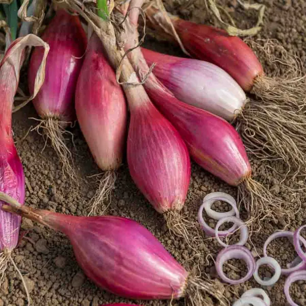 Potagères - Oignon Rossa di Firenze (Rouge Long de Florence race Simiane) - Légumes d'Autrefois - face recto