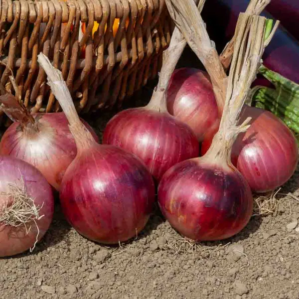 Potagères - Oignon Rouge Morada de Amposta - Cuisine du Monde - face recto