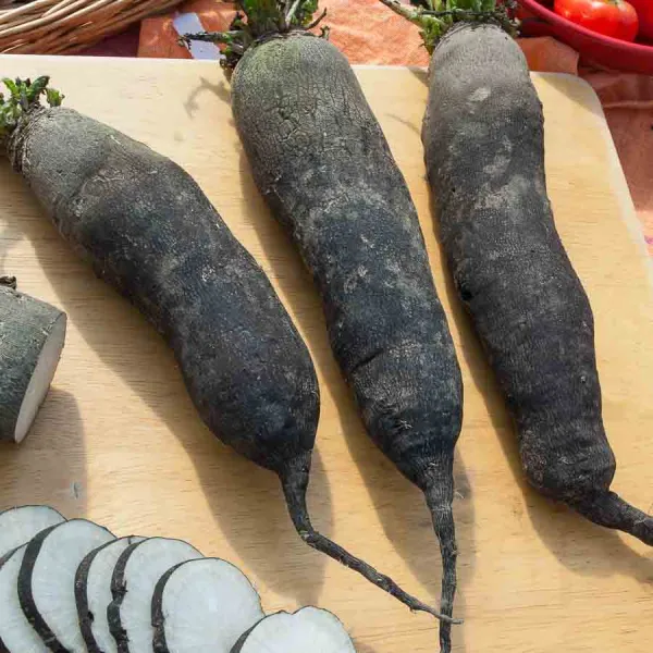 Potagères - Radis Noir Long Poids d'Horloge - Légumes d'Autrefois - face recto