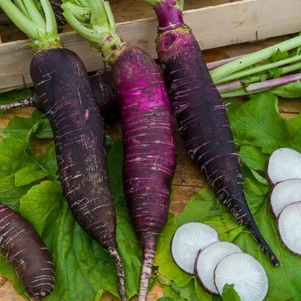Potagères - Radis Violet de Gournay - Légumes d'Autrefois - face recto