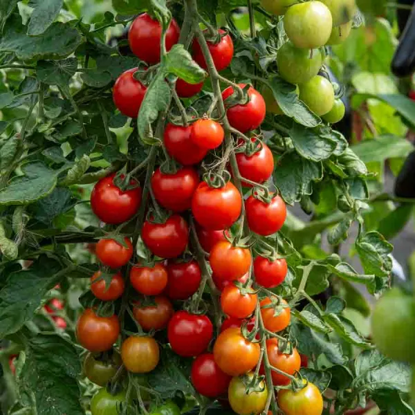 Potagères - Tomate Sweetbaby - Graines d'Exception - face recto