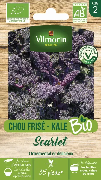 Potagères - Chou Frisé Kale Scarlet - BIO - face recto