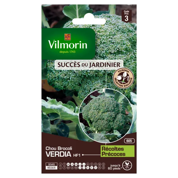 Potagères - Chou Brocoli Verdia HF1 - Graines d'Exception - face recto