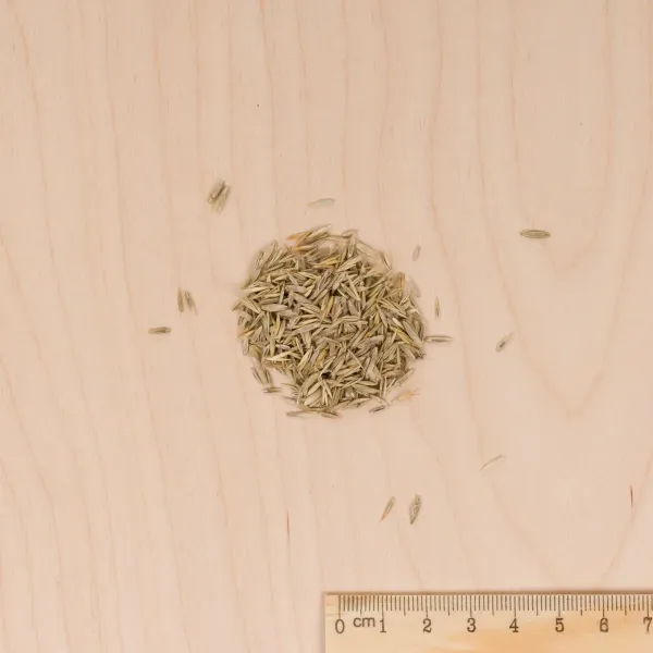 Rustique - Gazon Rustique - 1 kg - MEDIA_3D