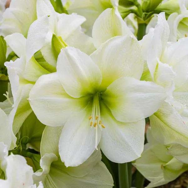 Bulbes à fleurs à planter à l'automne - Amaryllis Hippeastrum Blanc (x1) - face recto