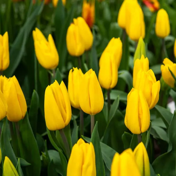 Bulbes à fleurs à planter à l'automne - Tulipe Strong Gold (x8) - face recto