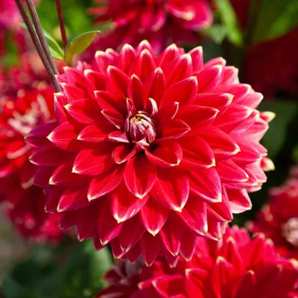 Bulbes à fleurs à planter au printemps - Dahlia Décoratif Mr. Optimist (x1) - face recto