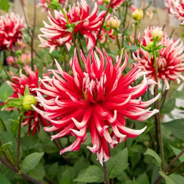 Bulbes à fleurs à planter au printemps - Dahlia cactus Friquolet (x1) - face recto