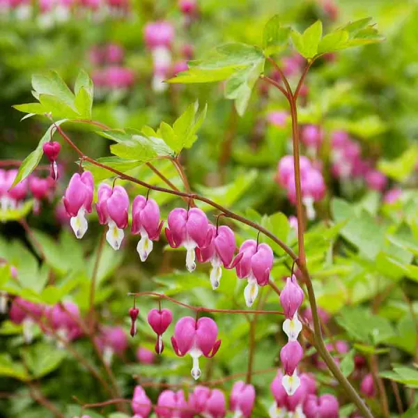 Bulbes à fleurs à planter au printemps - Cœur de Marie Dicentra spectabilis Rose (x1) - face recto
