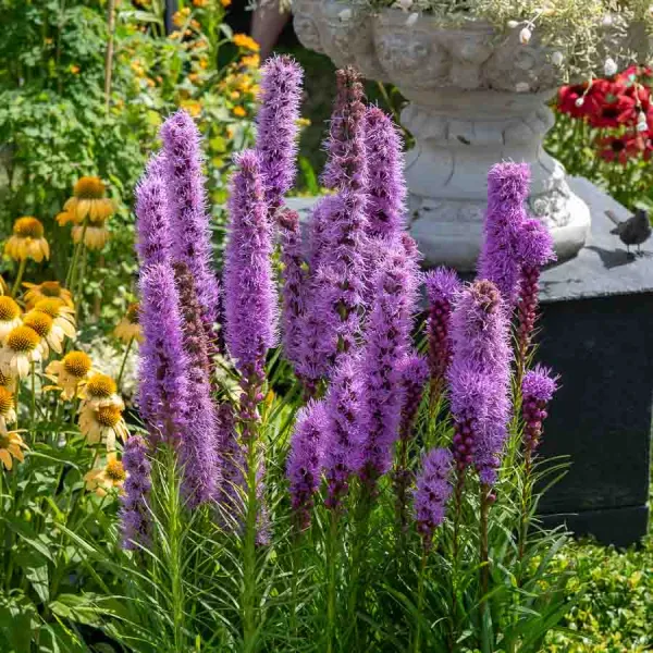Bulbes à fleurs à planter au printemps - Liatris Spicata Bleue (x12) - face recto