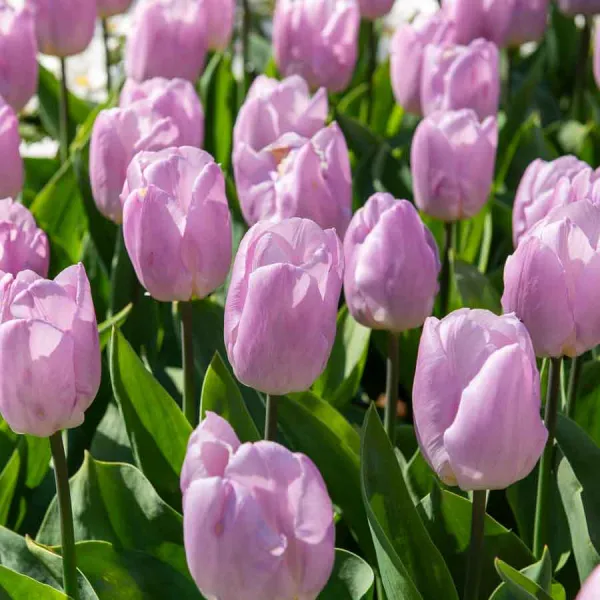 Bulbes à fleurs à planter à l'automne - Tulipe Candy Prince (x8) - face recto