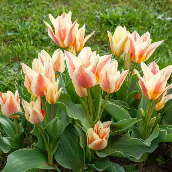 Bulbes à fleurs à planter à l'automne - Tulipe greigii Québec (x8) - face recto