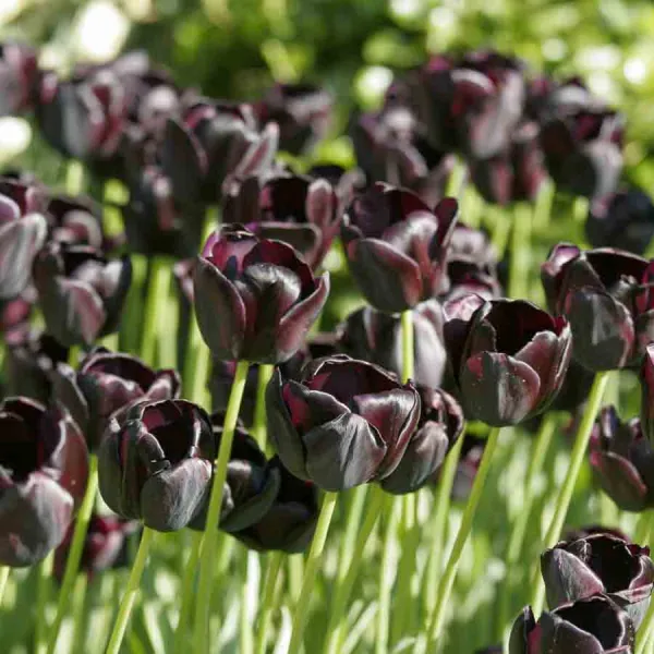 Bulbes à fleurs à planter à l'automne - Tulipe Queen of night (x8) - face recto