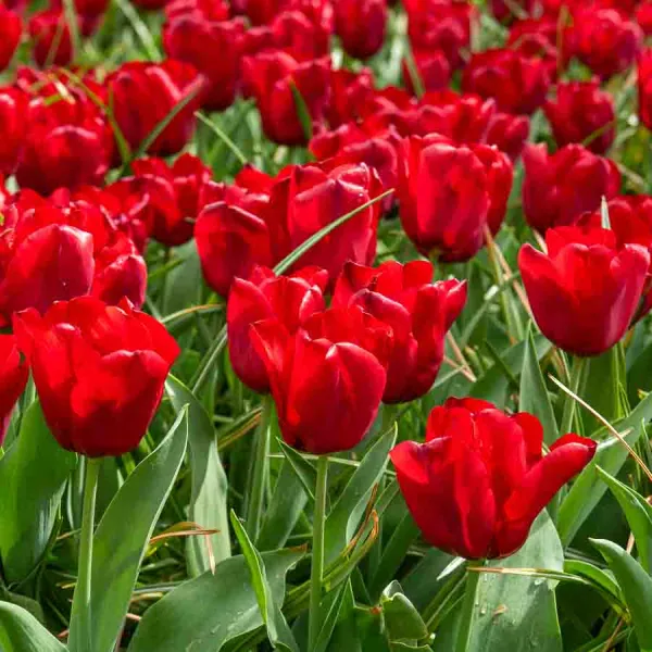Bulbes à fleurs à planter à l'automne - Tulipe Triomphe Seadov (x8) - face recto