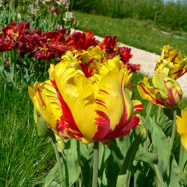 Bulbes à fleurs à planter à l'automne - Tulipe Texas Flame (x8) - face recto