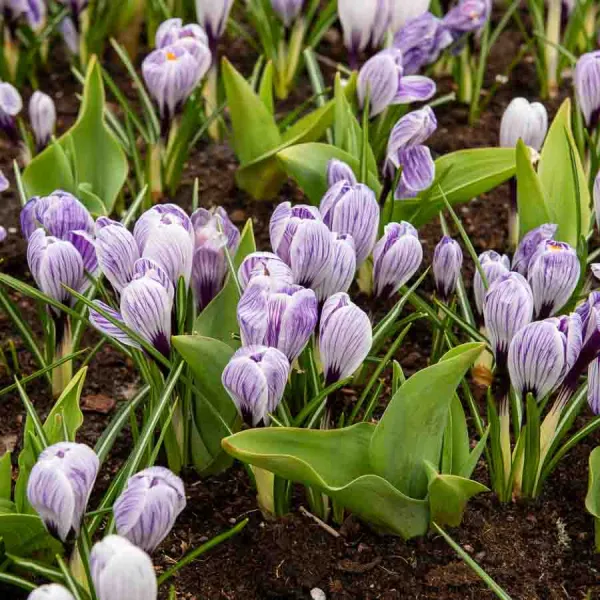 Bulbes à fleurs à planter à l'automne - Crocus Vernus Pickwick (x12) - face recto