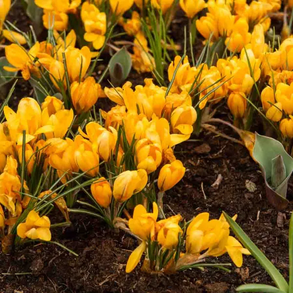 Bulbes à fleurs à planter à l'automne - Crocus Yellow Mammouth (x12) - face recto
