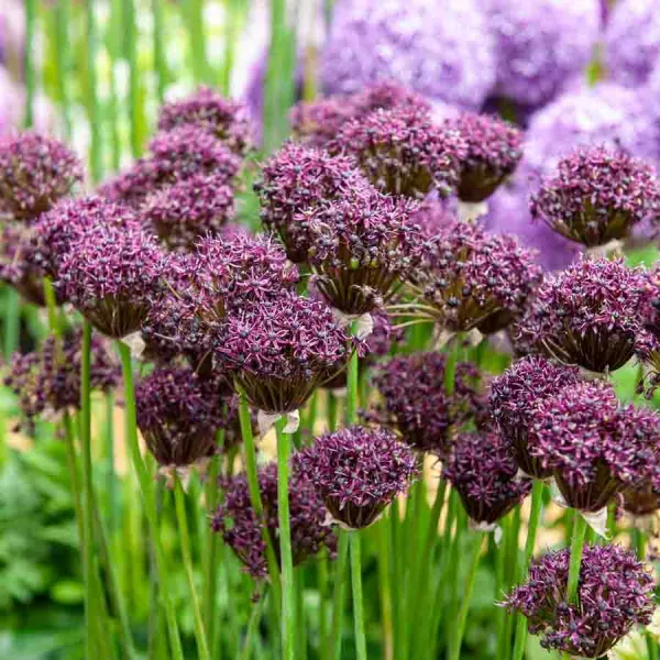 Bulbes à fleurs à planter à l'automne - Allium Atropurpereum (x10) - face recto