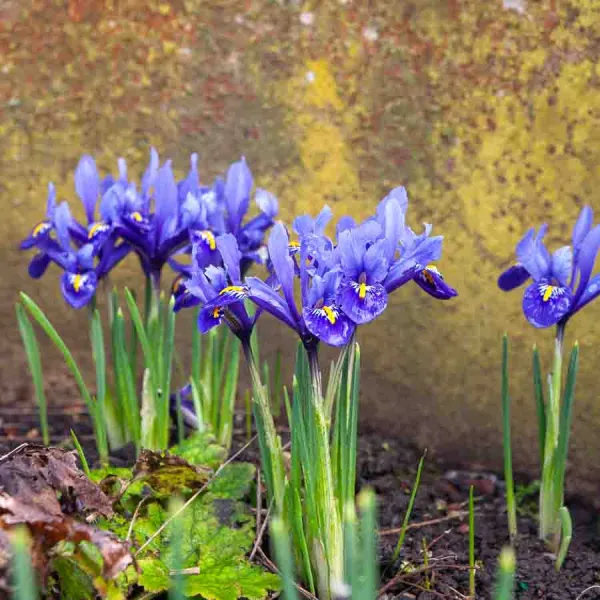 Bulbes à fleurs à planter à l'automne - Iris Reticulata Harmony (x20) - face recto