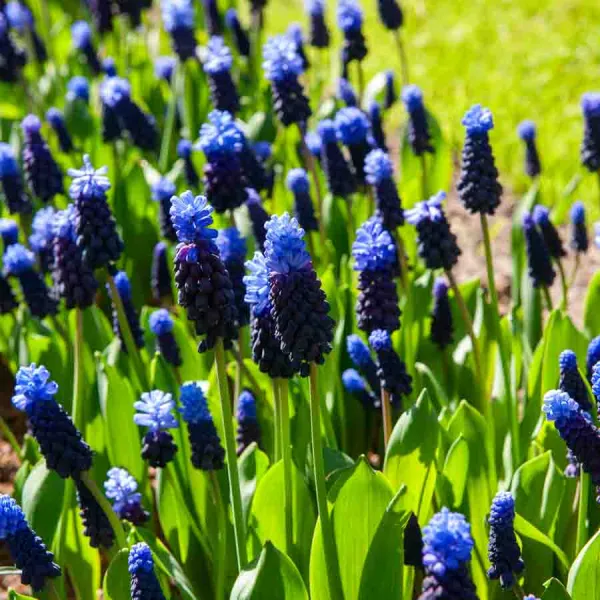 Bulbes à fleurs à planter à l'automne - Muscari Latifolium (x25) - face recto