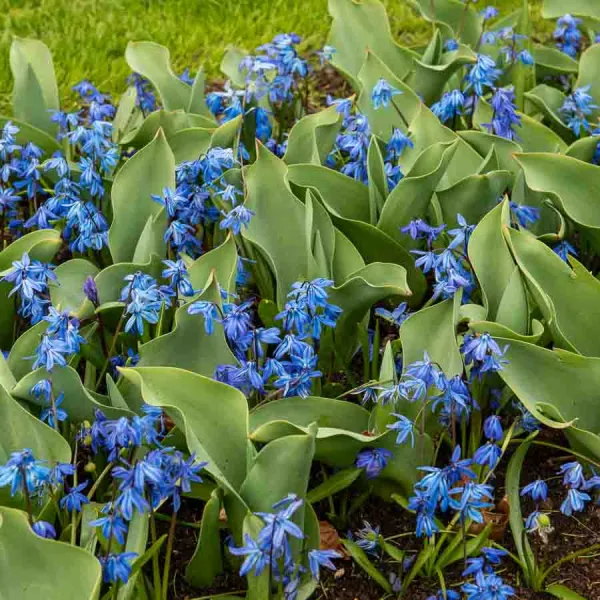Bulbes à fleurs à planter à l'automne - Scilla Sibérie (x15) - face recto