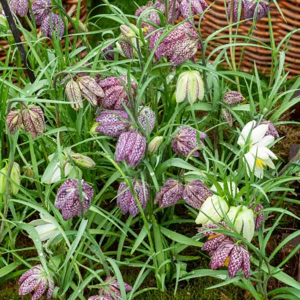 Bulbes à fleurs à planter à l'automne - Fritillaire Meleagris (x25) - face recto