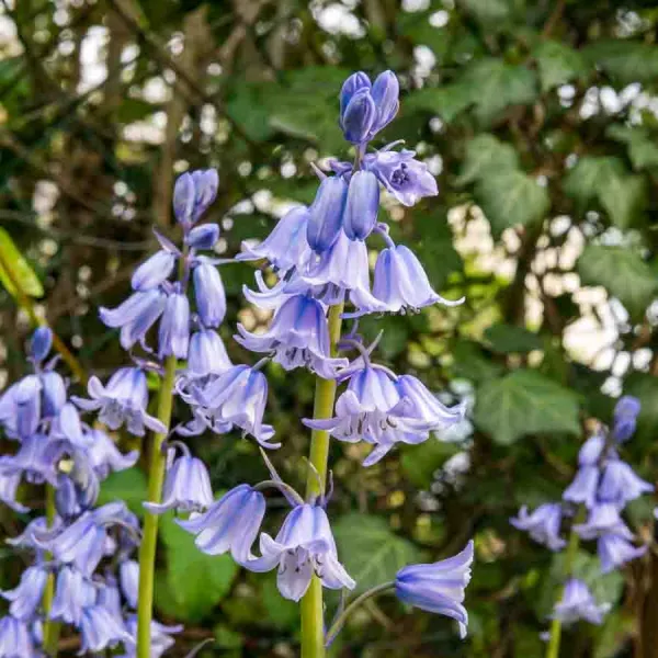 Bulbes à fleurs à planter à l'automne - Scilla Campanule en Mélange (x10) - face recto
