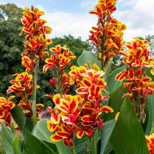 Bulbes à fleurs à planter au printemps - Canna Queen Charlotte (x2) - face recto