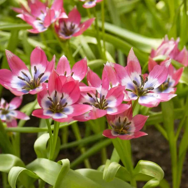 Bulbes à fleurs à planter à l'automne - Tulipe Pulchella Little Beauty (x10) - face recto
