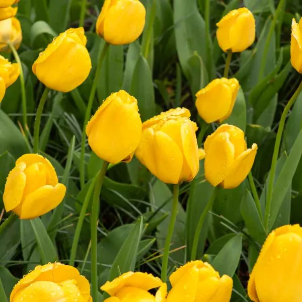 Bulbes à fleurs à planter à l'automne - Tulipe Golden Apeldoorn (x8) - face recto
