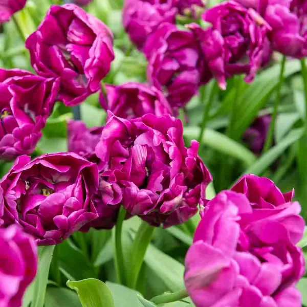 Bulbes à fleurs à planter à l'automne - Tulipe Negrita Double (x8) - face recto