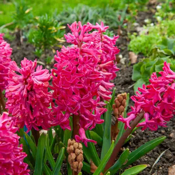 Bulbes à fleurs à planter à l'automne - Jacinthe Jan Bos (x3) - face recto