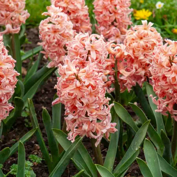 Bulbes à fleurs à planter à l'automne - Jacinthe Gipsy Queen (x3) - face recto