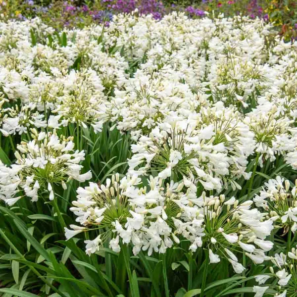 Bulbes à fleurs à planter au printemps - Agapanthe Umbelatum Blanc (x1) - face recto