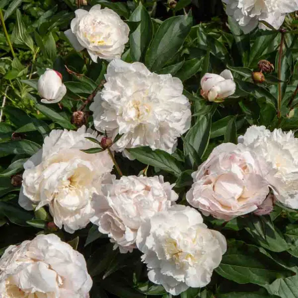 Bulbes à fleurs à planter au printemps - Pivoine De Chine Shirley Temple (x1) - face recto