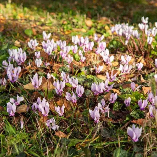 Bulbes à fleurs à planter au printemps - Cyclamen de Naples (x2) - face recto