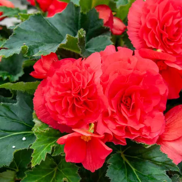 Bulbes à fleurs à planter au printemps - Bégonia Grande fleur rouge (x3) - face recto